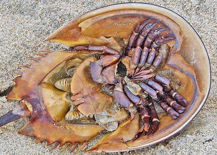 horseshoe crab116