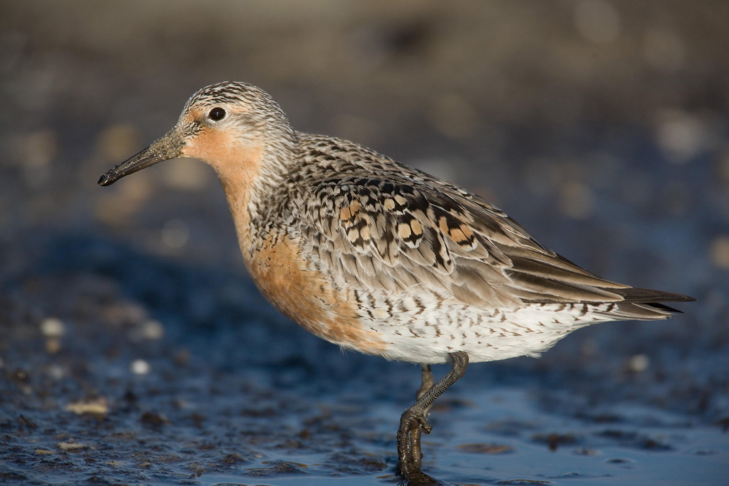 red knot