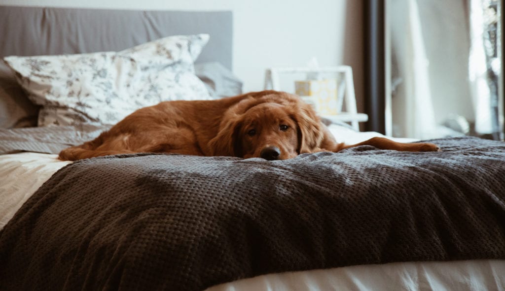 dog sleeping on bed