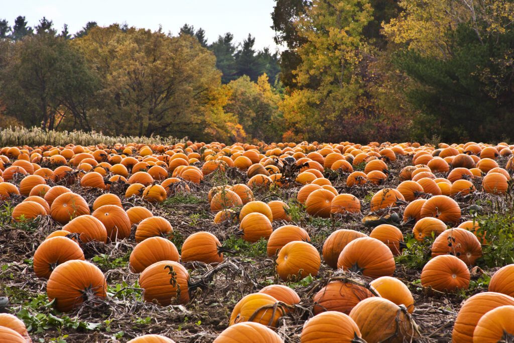 pumpkin patch desktop wallpaper 5653 5939 hd wallpapers