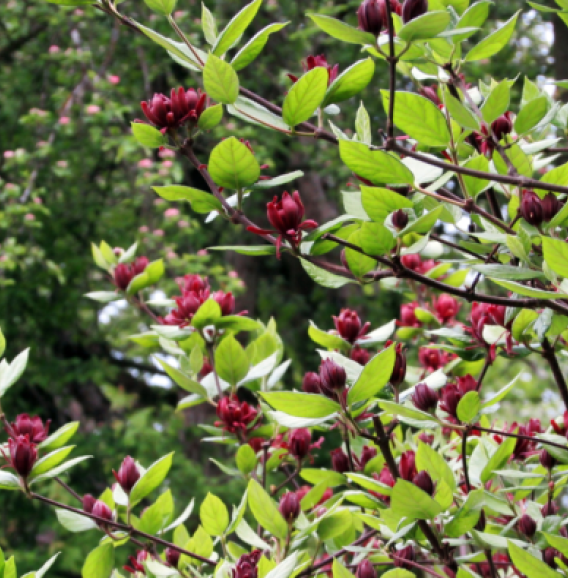 Calycanthus floridus 0A274733 DE41 F294 EE35BA3927659DCF 0a3154c0 d14b 5a8c 87abd4086a9a7b9146603